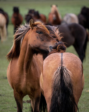 View of two horses nuzzling amidst a herd, their coats a tapestry of earthy browns against the soft green grass, Reykjavik, Reykjavikurborg, Iceland.