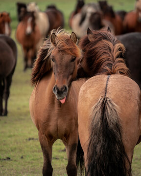 View of Icelandic horses roam free, their manes flowing in the wind, a playful one sticks its tongue out amidst the herd, Reykjavik, Reykjavikurborg, Iceland.