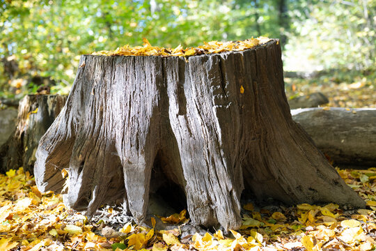 old tree stump