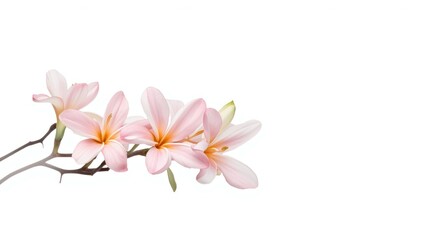 Obraz premium White backdrop showcasing a pink and white plumeria flower branch isolated with clipping path