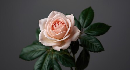 Fototapeta premium Light pink rose in bloom embraced by dark verdant leaves