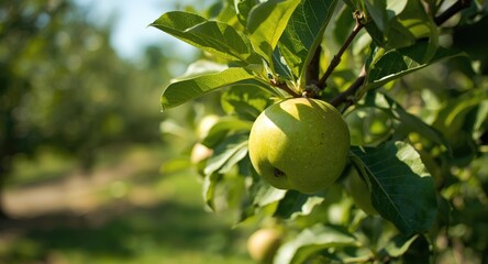Obraz premium Close view of green apple crop developing in orchard on summer day with copy space