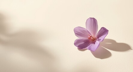 Obraz premium Purple flower on pale gentle shadow surface with copy space
