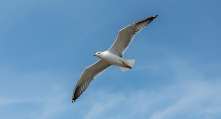 Obraz premium White seagull flying high with extended wings against a clear natural sky