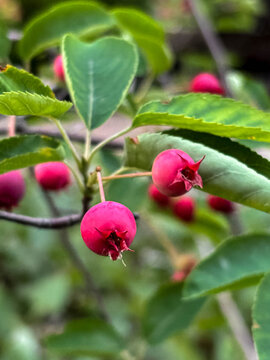 Macro shot of young pink Amelanchier berries ripening on a branch with green leaves. Soft natural light in a summer garden, berry shrub close-up.