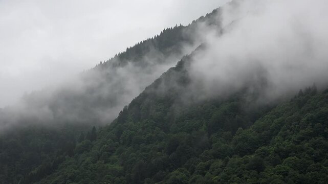 Timelapse fog drifts across remote dense Black Sea forest mountains in Rize, Turkey. Speeded sequence shows cloud wisps above pristine Karadeniz woodland slopes, Firtina Valley.