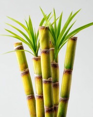 Fototapeta premium Fresh sugarcane stalks with vibrant green leaves on white background organic farm still life for design, packaging, label, background