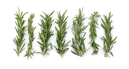 Fototapeta premium Scented rosemary stems laid out flat on white background featuring salvia rosmarinus