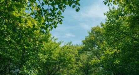 Fototapeta premium Beautiful sky with lush trees and vibrant foliage under soft daylight
