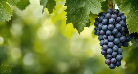 Grapes clustered on a vine framed by lively green leaves providing copy space