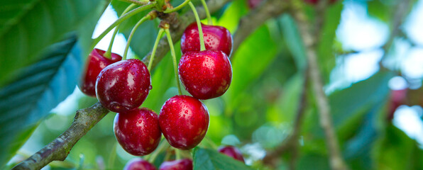 Obraz premium Close up of red cherry hanging on a tree in the summer garden