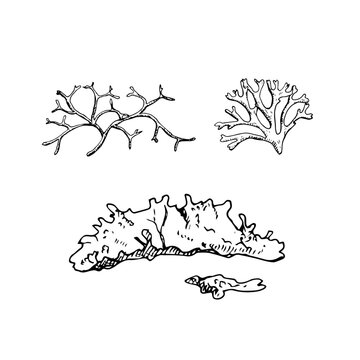 Black and white line art of taiga mosses and lichen forms. Hand-drawn ink illustration. Suitable for botanical prints, eco branding, packaging, textiles, and educational materials.