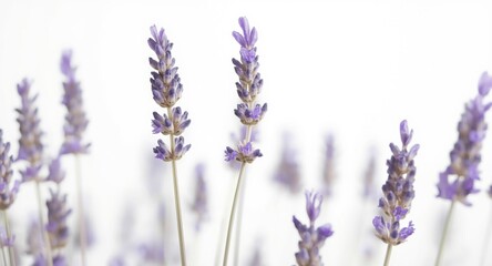 Obraz premium Illustrated lavender flowers against a white background for refined focus