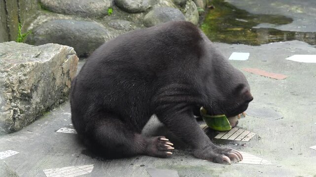 Sun Bear Eating Watermelon Sitting Down, Close-Up Shot in Batam, 4K