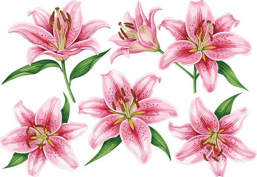 Beautiful Pink Lily Flower Vector Set Featuring Blooming Stargazer Lilies with Green Leaves for Wedding Invitations, Greeting Cards, Floral Backgrounds, and Nature Decorations