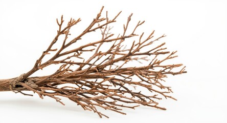 Fototapeta premium Seasonal summer dry twigs with elaborate branch details shown on white background