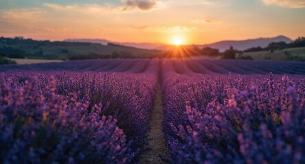 Obraz premium Sunset lit field of purple lavender flowers arranged in neat flowering rows