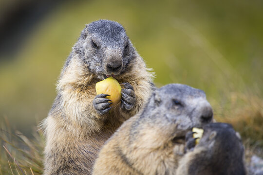 View of a trio of alpine marmots, one holding a yellow apple, their fur blending with the soft green and brown hues of the mountain grass, Matrei in Osttirol, Tirol, Austria.