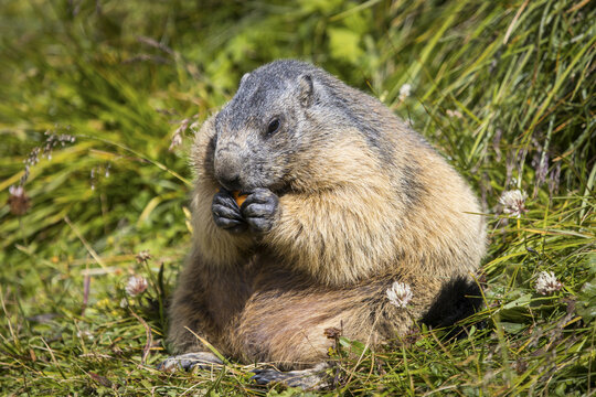 View of a chubby marmot, its fur a blend of gold and grey, feasts on a vibrant orange snack amidst the lush green grass, Matrei in Osttirol, Tirol, Austria.