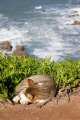 Obraz premium Sleeping cat on coastal cliff above the ocean