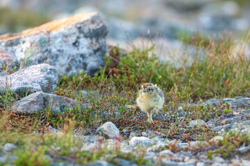 Cute small Rock ptarmigan chicks, Lagopus muta exploring the world early in the morning in Finnish wilderness