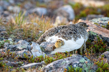Beautiful bird of northern regions, Rock ptarmigan, Lagopus muta with chicks resting calmly on a stony ground in Northern Finland, Europe © Kersti Lindström