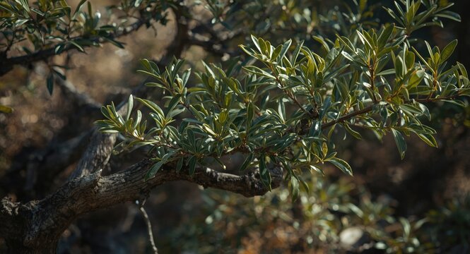 Pistacia lentiscus as wild small tree with dioecious traits
