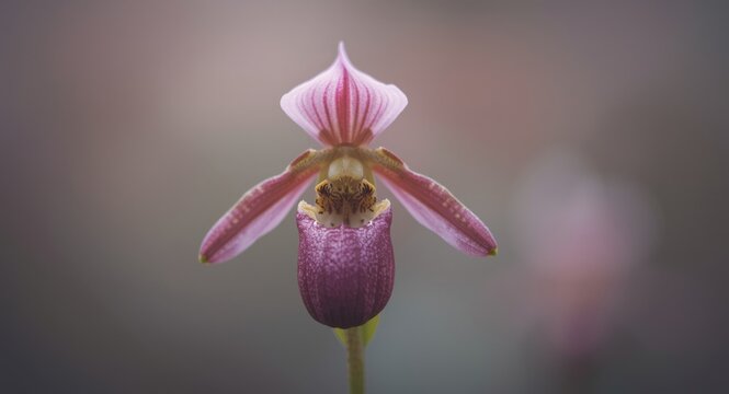 Vertical detailed selective focus shot of Ophrys insectifera flowering plant