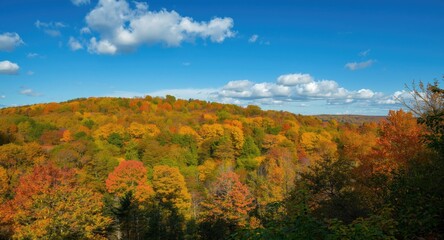 Fototapeta premium Bright autumn forest landscape with dense greenery and colorful foliage