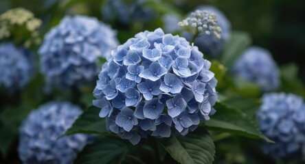 Outdoor bloom of Hydrangeaceae family plant with panicled hydrangea flowers