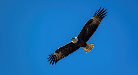 Obraz premium Flying adult white tailed eagle set against a vibrant blue sky