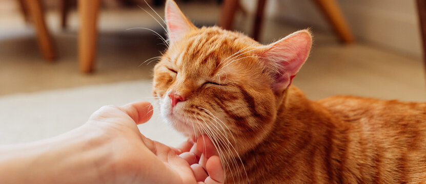 Hand petting ginger tabby cat head showing affection