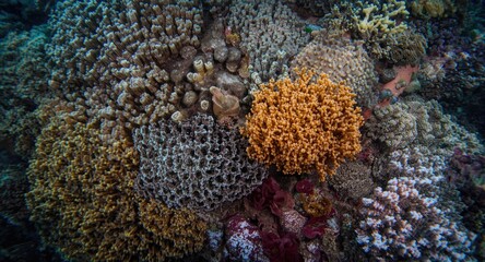 Fototapeta premium Thermal ocean conditions triggering coral bleaching and algae loss with copy space