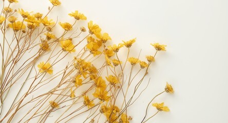 Pressed bouquet of yellow wildflowers laid out on a pure white plain background