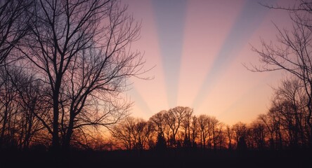 Obraz premium Outlined trees beneath a radiant retro sunset sky with gentle light