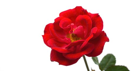 Fototapeta premium Fresh crimson rose flower focused on a bright white backdrop with soft diffuse illumination