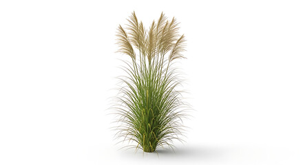 A single tall pampas grass plant with elegant feathery beige plumes stands gracefully on a clean white background. © Monir