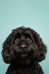 Cute black portuguese water dog dog with expressive eyes posing against a bright blue background in a cheerful indoor setting
