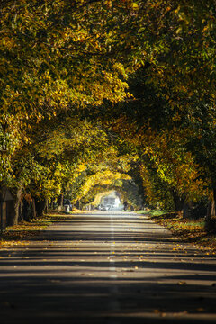 View of a road tunnelled by golden autumnal trees, lined with shadows and light, drawing the eye forward, a picturesque scene, Sremska Mitrovica, Vojvodina, Serbia.