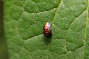 全長2mmの極小クロヒラタヨコバイ属の幼虫（幼体・アウトドアフィールド昆虫マクロ撮影）
