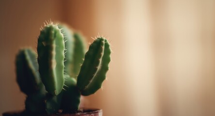 Blurred background behind a softly focused indoor cactus with grain texture
