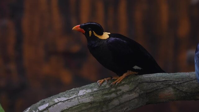 Portrait of a Yellow-Faced Myna Perched on a Branch in Batam, Indonesia