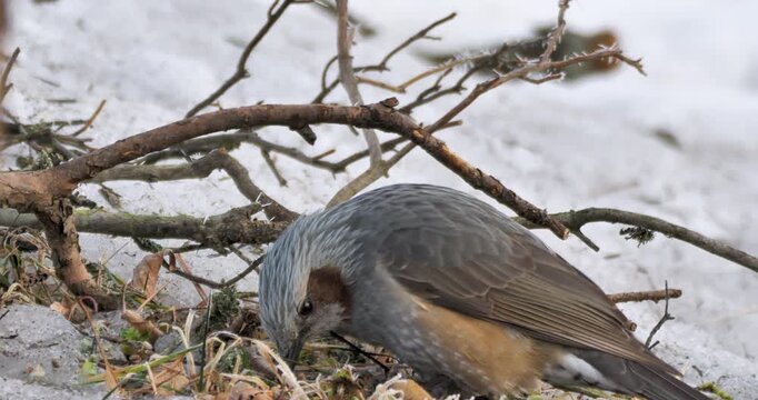 brown-eared bulbul feeding in snow