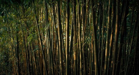 Fototapeta premium Thick bamboo groves contributing to rainforest biodiversity