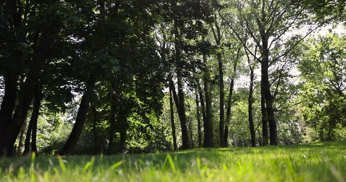 green grass in the park in the spring season with deciduous trees with green foliage, sunny warm spring weather in the park with different types of trees, shade from bright sunlight