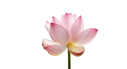 Obraz premium Isolated lotus flower with subtle reflections on a white background