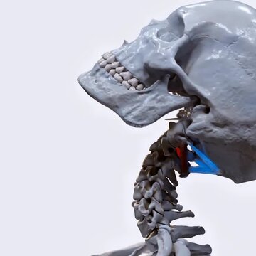 Biomechanics of suboccipital muscles