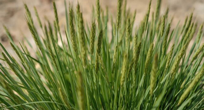 Native European Rhizomatous Smooth Brome Poaceae Grass