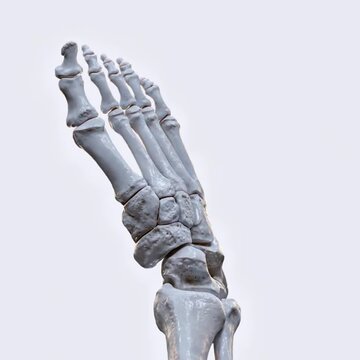 Biomechanics of the foot- pronation and supination