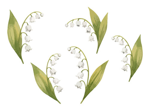 Watercolor Lily of the Valley Illustration / 水彩のすずらんのイラスト
